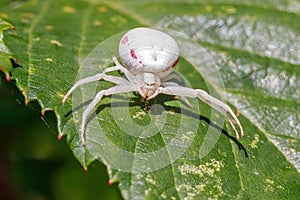 Flower Crab Spider - Misumena vatia waiting for its prey.