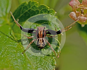 Ground crab spiders Xysticus cristatus male photo