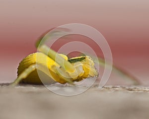 Flower crab spider, Thomisidae Misumena vatia