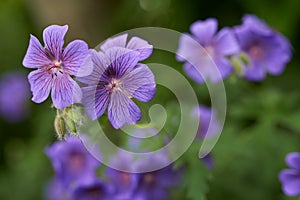 Flower, cranesbill and bloom in outdoors for nature, horticulture and conservation of meadow. Plants, calm and growth in