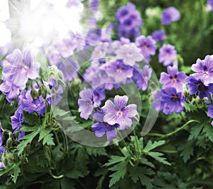 Flower, cranesbill and botany in outdoors for nature, horticulture and conservation of meadow. Plants, calm and growth