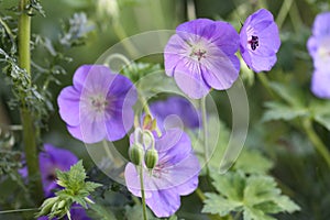 Flower of a cranesbill geranium in purple