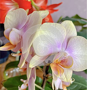 flower cream orchid phalaenopsis blooms profusely