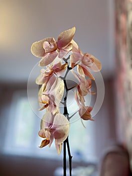 flower cream orchid phalaenopsis blooms profusely