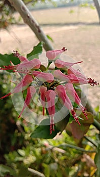 A flower created by nature with pink colour thats beautyfull.