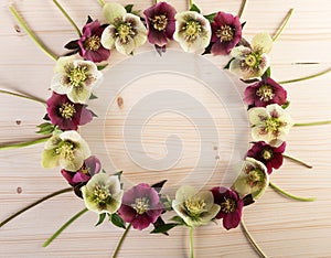 Flower creative arrangement wreath of hellebores or lenten roses over light wood