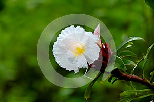 Flower of crepe ginger or Cheilocostus speciosus, medicinal plant