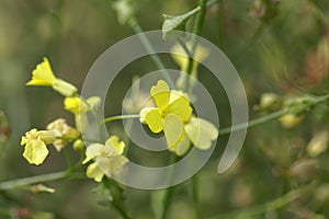 Flower of a crested warty cabbage, Bunias erucago