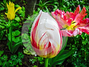 Flower in Crimea. Amazing white tulip flower & green grass landscape. White flower. white tulip flower Tulip flower. Cute flower