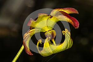 Flower of Crimson Pitcherplant