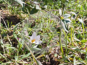 Flower Crocus and a branch of honeysuckle.
