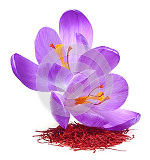 Flower crocus and dried saffron spice