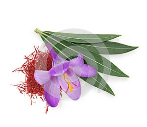 Flower crocus, dried saffron spice and eucalyptus leaves