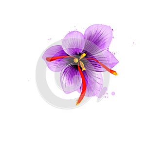 Flower crocus and dried saffron spice isolated on white background. Saffron crocus. Labels for Essential Oils and Natural