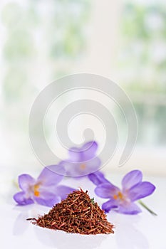 Flower crocus and dried saffron spice on white background.