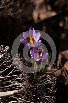 Flower crocus saffron bee