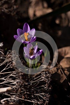 Flower crocus saffron bee