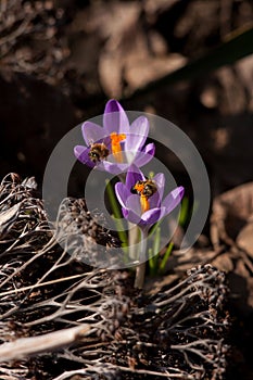 Flower crocus saffron bee