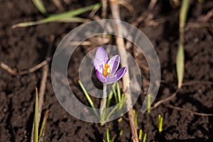 Flower crocus saffron bee