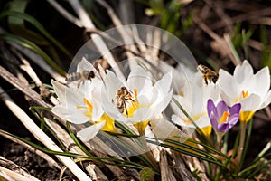 Flower crocus saffron bee