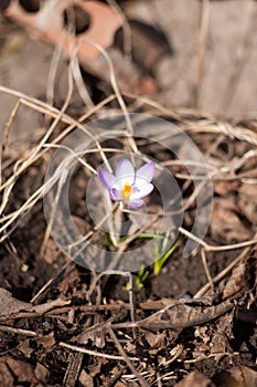 Flower crocus saffron bee