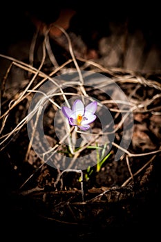 Flower crocus saffron bee