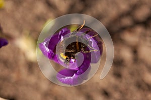 Flower crocus saffron bee