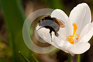 Flower crocus saffron bee