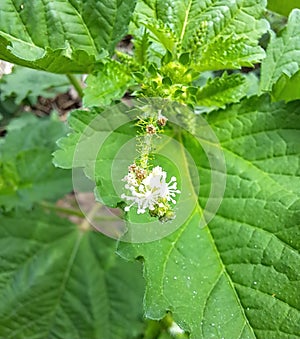 The flower of croton hirtus