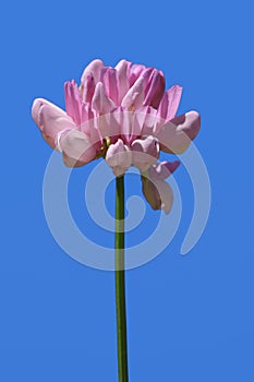 A flower of crownvetch or purple crown vetch