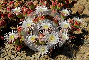 Flower of crystalline iceplant, common iceplant