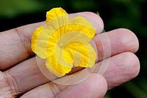 Flower of Cucumber, Cucumis sativus