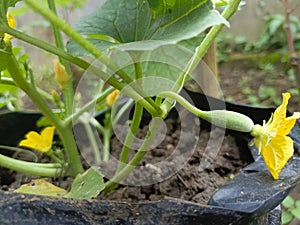 Flower cucumber suri from indonesia grow
