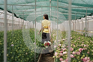 Flower cultivation business, woman walking through green house to see the harvest.