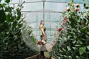 Flower cultivation business, woman walking through green house to see the harvest.