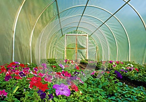 Flower cultivation in Greenhouse