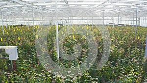 Flower cultivation in greenhouse. Roses or plants growing in a glass greenhouse. Aerial view, drone shot