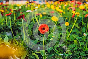 Flower cultivation in greenhouses. A hothouse with gerbers. Daisy flowers plants in greenhouse