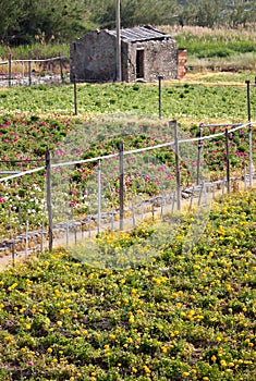 Flower cultivation in the Italian Riviera