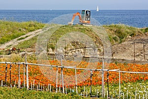 Flower cultivation by the sea, Italy