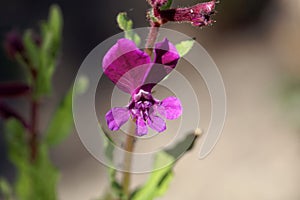 Flower of Cuphea procubens photo