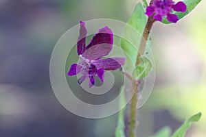Flower of Cuphea procubens photo