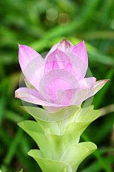 The flower of Curcuma aromatica photo