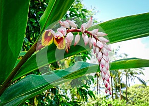 Flower of Curcuma longa at the botanic garden photo