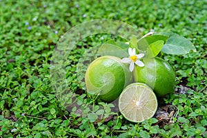 Flower, cut and whole limes on grass background