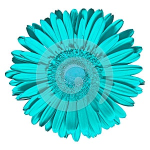 Flower cyan Gerbera isolated on white background. Close-up. Macro. Element of design