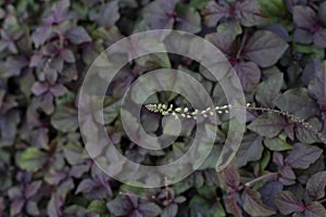 Flower of Cyathula prostrata (L.) Blume bloom in the garden on blur nature background.