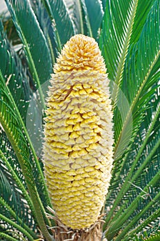 Flower of cycas