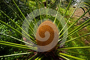 Flower of Cycas siamenses, CYCADACEAE . Palm of Yellow Color. photo