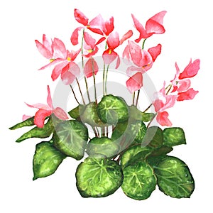 Flower cyclamen realistic
